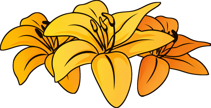 Lily Blossoms